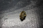 04-08 Yamaha Yzf R1 Thermostat Temp Cooling Switch 5VY-12410-10-00 2004 05 07. Fixed Price $22.99.