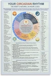 Circadian Rhythm Poster Body Clock Sleep Cycle Chart Wall. Fixed Price $54.99.